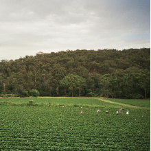 La'brooy, Albrecht - Healesville