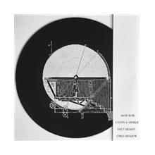Moss Rose - Split