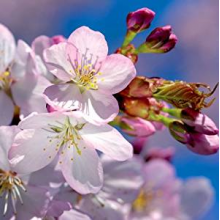 Llewellyn - Spring -Dvd Card