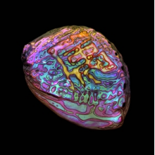 Chang, Ian - Belonging