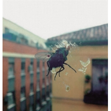 Biznaga - Gran Pantalla