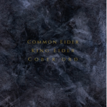 Common Eider, King Eider & Cober Ord - Palimpseste