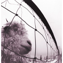 Pearl Jam - Vs. Vinyl Edition (Remastered)