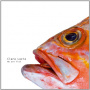 Luzia, Clara - We Are Fish