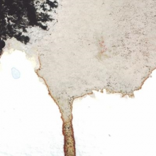 Telescopes - Tour Split